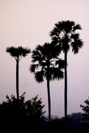 Palm Trees Palmyra