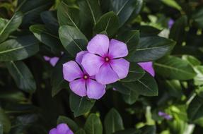 Periwinkle Sadaphuli Purple