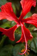 exotic red Hibiscus Flower