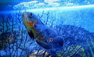 Blue Fish in Aquarium