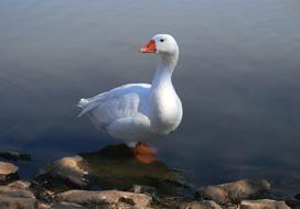 wild White Goose Standing In Water Pond