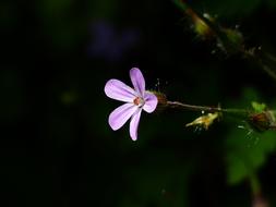 fabulous Ruprecht Herb Blossom