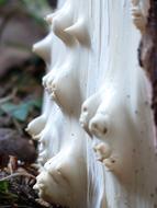 Close-up of the white, peeled tree with branch outgrowth