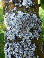 Close-up of the tree with Phaeophyscia Orbicularis, at blurred background with plants