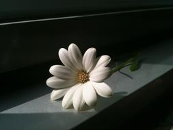 Close-up of the beautiful, white and yellow flower in light, among the darkness