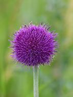 Cirsium Vulgare Thistle