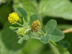 perfect Large Hop Trefoil