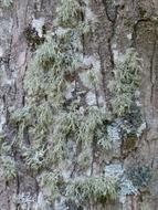 parmelia sulcata Lichen on tree bark