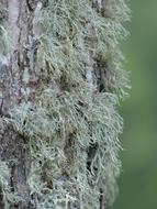 Lichen Brush Braid Doris Farinacea