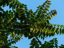 green leaves ailanthus altissima