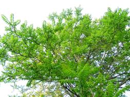 Crown Tree Leaves