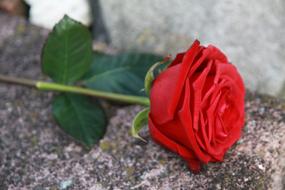 Rose Red Stone