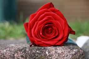 Red Rose at Stone