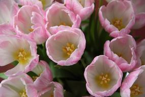 Pink Flowers Tulips close-up