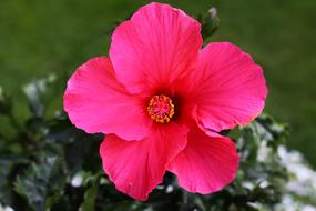 Red open Blossom