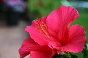 perfect Red flowers