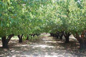 trees in the cherry orchard