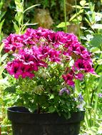 pink geranium in a pot in the garden