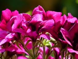 Flowers Pink Red Noble close-up in blurred background