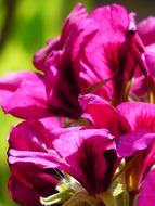 pink geranium in a pot in the garden, close-up