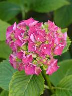 extraordinarily beautiful Hydrangea Flower