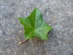 Ivy Leaf on stone surface