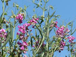 Lathyrus Tuberosus Blossom