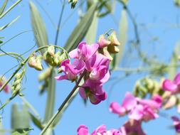 fabulous Lathyrus Tuberosus