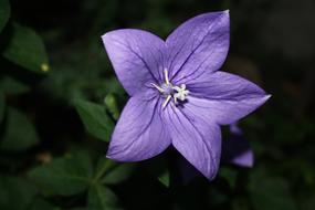 extraordinarily beautiful Purple Balloon flowers
