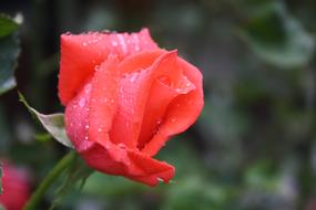 Rose Rain