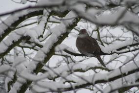 Dove on Tree at Winter