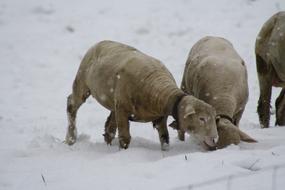 Sheep at Winter