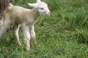 Beautiful and cute, white and yellow sheep, on the green grass
