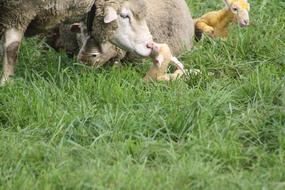 Sheep Birth Lamb on meadow at farm