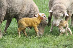 Sheep Birth Lamb on meadow