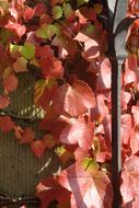 Autumn Vine red Leaves