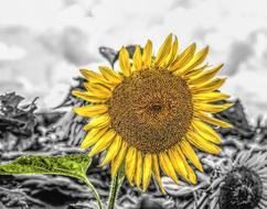 Sunflower Girasol Mirasol drawing