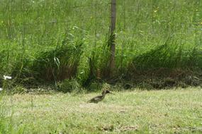 Green Woodpecker On The Meadow