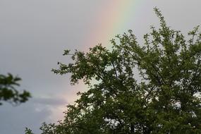 rainbow on gray sky over green tree