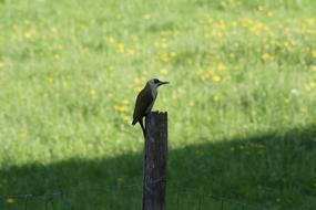 woodpecker perched wooden pole at meadow