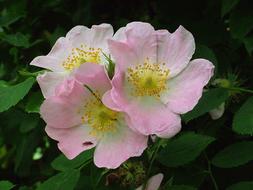 goodly Summer Flower