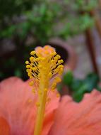extraordinarily beautiful Flower Blossom