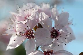 macro view of extraordinarily beautiful Cherry Blossoms