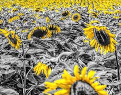 Sunflower Field Girasol drawing