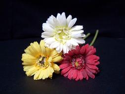perfect Flower Red Yellow gerbera