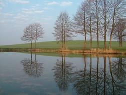 Morning Pond Trees