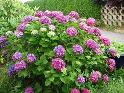 Close-up of the Gartenhotensie with beautiful, purple flowers and green leaves