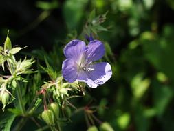 blue wild geranium at sunlight