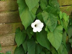 perfect Bindweed Toxic Weed