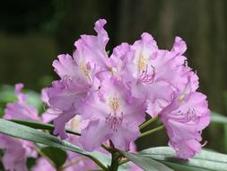 Spring pink Rhododendron Flowers